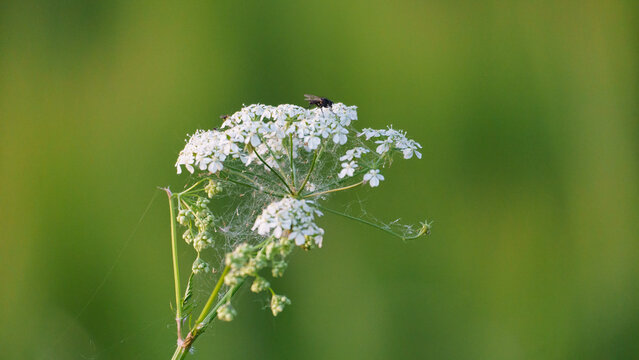 View of a white cow parsley flower with a small fly resting on its delicate petals and fine spiderwebs against a soft green background in Wunstorf, Lower Saxony, Germany.