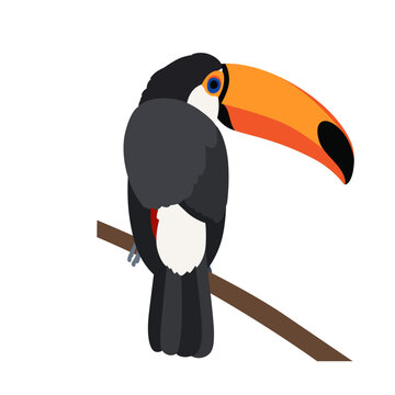 Toucan bird perched on branch in tropical rainforest with colorful beak and plumage