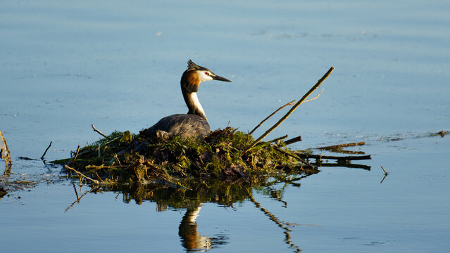 View of a great crested grebe sitting on its nest made of twigs and moss in the calm water of Maschsee in Hanover, Lower Saxony, Germany.