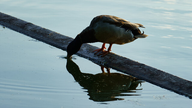 View of a mallard duck drinking water from a wooden plank on the Maschsee in Hanover, Lower Saxony, Germany.