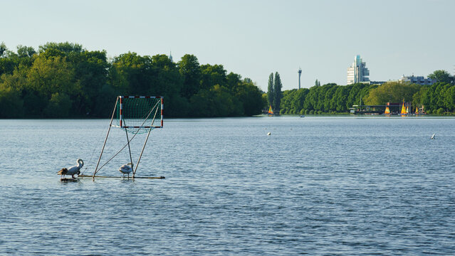 View of Maschsee lake with swans resting near a water polo goal structure, surrounded by lush trees and the city skyline in the background in Hanover, Lower Saxony, Germany.