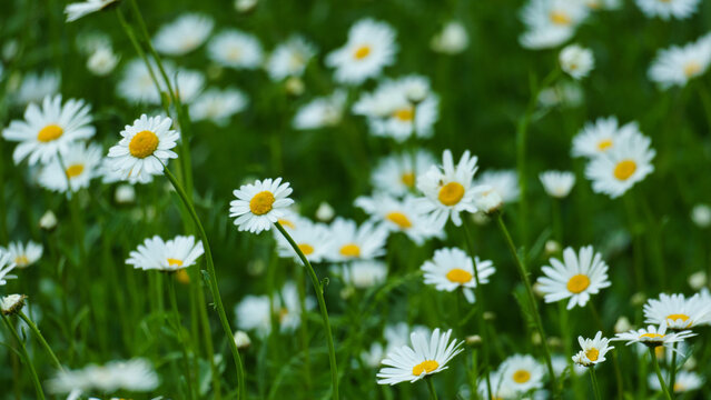 View of blooming white daisies with yellow centers in a lush green meadow in Hanover, Lower Saxony, Germany.