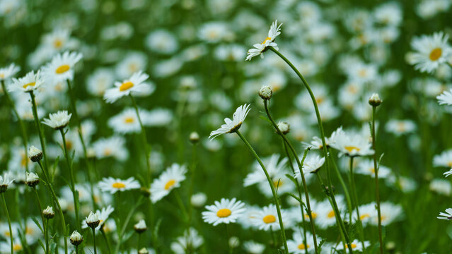 View of a field of white daisies with yellow centers blooming in a lush green meadow in Hanover, Lower Saxony, Germany.