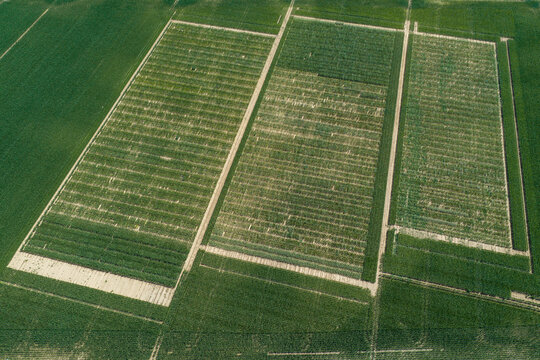 Aerial view of agricultural fields with rectangular crop plots separated by dirt paths in Hombourg, Grand Est, France.