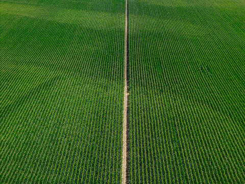 Aerial view of a lush green agricultural field with perfectly aligned crop rows separated by a narrow dirt path in Hombourg, Grand Est, France.