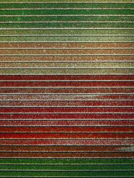 Aerial view of vibrant tulip fields in rows with contrasting red and green colors in Lisse, South Holland, Netherlands.