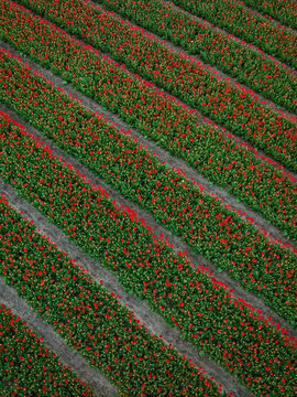 Aerial view of vibrant red tulip fields arranged in long diagonal rows across the landscape in Lisse, South Holland, Netherlands.