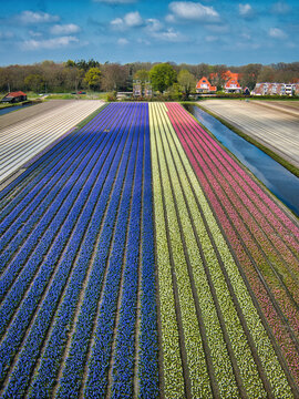 Aerial view of vibrant rows of blue, yellow, and pink hyacinths stretching across agricultural fields with irrigation canals and distant houses in Lisse, South Holland, Netherlands.