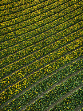 Aerial view of vibrant yellow tulip fields arranged in long, precise rows across the landscape in Lisse, South Holland, Netherlands.