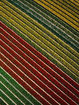 Aerial view of vibrant red and yellow tulip fields arranged in long diagonal rows in the countryside in Lisse, South Holland, Netherlands.