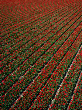 Aerial view of vibrant red tulip fields arranged in long, parallel rows during the spring bloom in Lisse, South Holland, Netherlands.