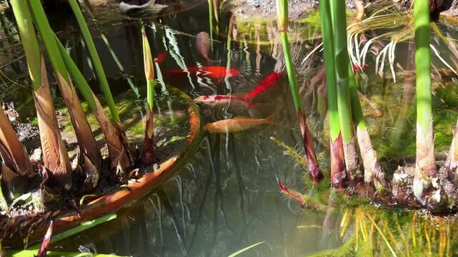Goldfish swimming in a murky aquarium, Dirty water, Blurred visibility highlighting poor water quality and inadequate tank maintenance