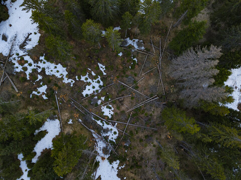 Aerial view of Durmitor National Park showing a dense coniferous forest with fallen trees scattered across the ground and patches of melting snow in Zabljak, Zabljak Municipality, Montenegro.