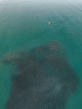 Aerial view of whales swimming near a large school of fish in the turquoise waters of the Bering Sea in Unalaska, Alaska, United States.