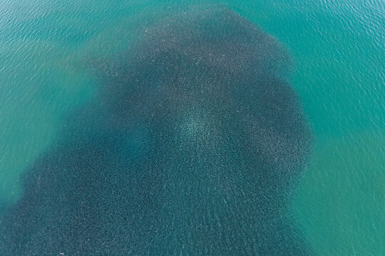 Aerial view of a large school of fish swimming in the turquoise waters near the coast of Unalaska, Alaska, United States.