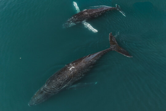 Aerial view of two humpback whales swimming gracefully in the deep blue waters of the Pacific Ocean near Unalaska, Alaska, United States.