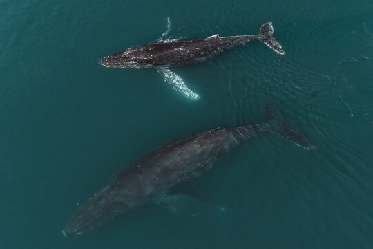 Aerial view of two humpback whales swimming in the deep blue waters near Unalaska, Alaska, United States.