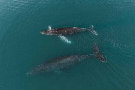 Aerial view of two humpback whales swimming in the deep blue ocean near Unalaska, Alaska, United States.