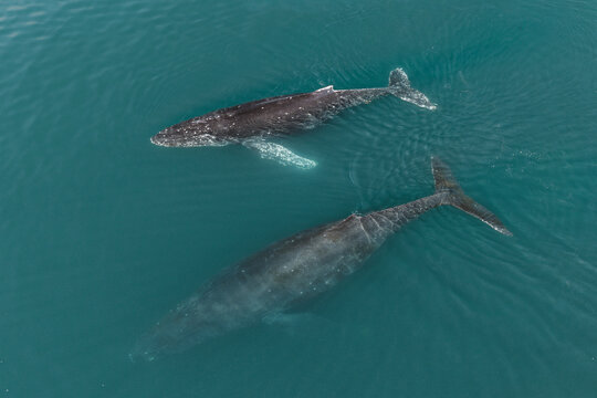 Aerial view of two humpback whales swimming in the deep blue waters of the Bering Sea, Unalaska, Alaska, United States.