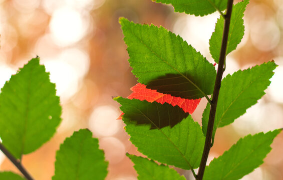 Close-up of a vibrant red leaf peeking through green foliage on a tree branch, symbol of early autumn transition and changing seasons.