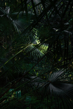 View of lush palm leaves in a dense forest with dappled sunlight filtering through the foliage in Dee Why, New South Wales, Australia.