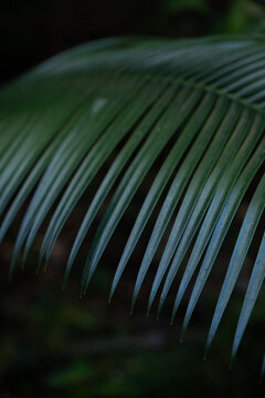 View of a vibrant green palm leaf with detailed fronds against a dark, blurred background in Dee Why, New South Wales, Australia.