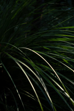 View of long green grass blades illuminated by sunlight in Dee Why, New South Wales, Australia.