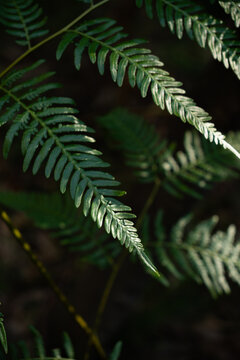 View of green fern fronds with sunlight filtering through the leaves in Dee Why, New South Wales, Australia.