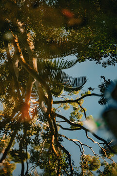 View of tree reflections in water with palm fronds and clear blue sky in Dee Why, New South Wales, Australia.
