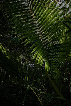 View of lush green palm leaves illuminated by dappled sunlight in a garden setting in Dee Why, New South Wales, Australia.