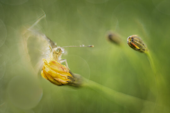 View of a butterfly with dew drops resting on a yellow flower bud in a soft focus meadow in Debrzno, Pomeranian Voivodeship, Poland.