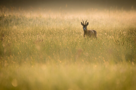 View of a roe deer buck standing in a grassy meadow during a misty golden hour morning in Debrzno, Pomeranian Voivodeship, Poland.