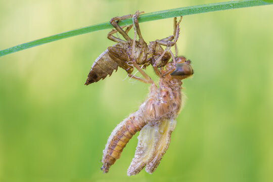 View of a dragonfly emerging from its exuvia while clinging to a green blade of grass in Debrzno, Pomeranian Voivodeshi, Poland.