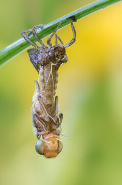 View of a dragonfly emerging from its exuvia on a green blade of grass against a soft, blurred background in Debrzno, Pomeranian Voivodeship, Poland.