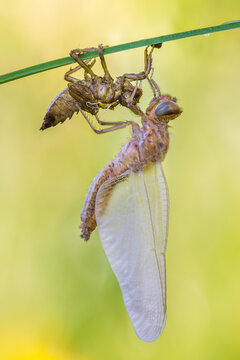 View of a dragonfly emerging from its larval skin hanging from a green blade of grass in Debrzno, Pomeranian Voivodeship, Poland.