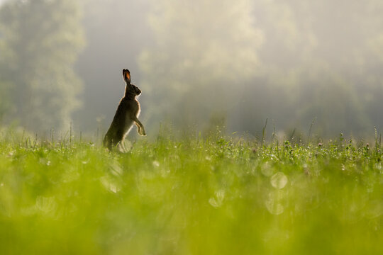 View of a hare standing on its hind legs in a lush green meadow during the golden hour with soft backlighting and bokeh in Debrzno, Pomeranian Voivodeship, Poland.