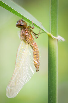 View of a dragonfly emerging from its exuvia on a green plant stem in Debrzno, Pomeranian Voivodeship, Poland.