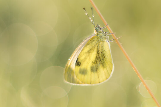 View of a yellow butterfly resting on a thin stem with a soft bokeh background in Debrzno, Pomeranian Voivodeship, Poland.