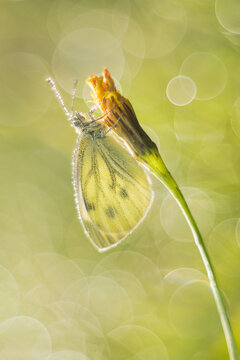 View of a butterfly resting on a flower bud with dew drops in the morning light in Debrzno, Pomeranian Voivodeship, Poland.