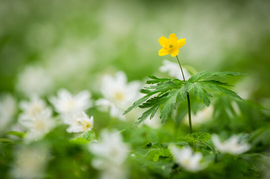View of a single yellow flower standing out in a field of white wood anemones with a soft green blurred background in Debrzno, Pomeranian Voivodeship, Poland.
