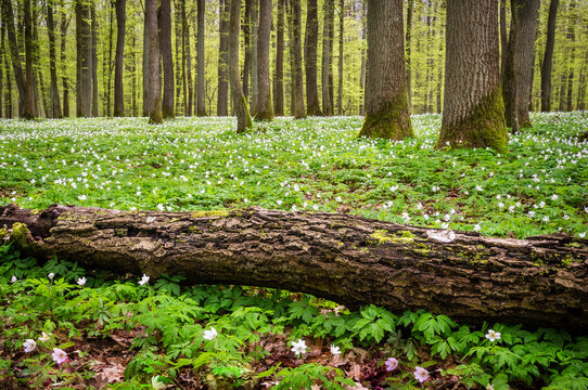 View of a forest floor carpeted with white wood anemone flowers and a large fallen tree trunk in Debrzno, Pomeranian Voivodeshi, Poland.