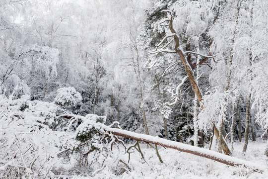 View of a snow-covered forest with a fallen tree trunk in the foreground and frost-laden branches in Debrzno, Pomeranian Voivodeship, Poland.