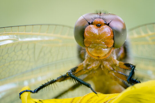 View of a detailed macro shot of a dragonfly head with large compound eyes resting on a vibrant yellow flower petal in Debrzno, Pomeranian Voivodeship, Poland.