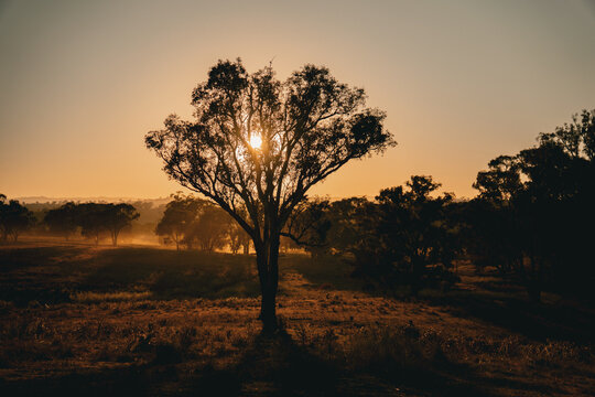 View of a solitary eucalyptus tree silhouetted against the golden sunset in the rural landscape of Canowindra, New South Wales, Australia.