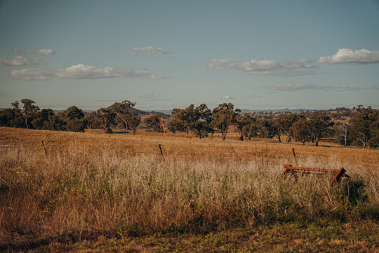 View of the rural landscape with dry golden grass, scattered eucalyptus trees, and a wire fence under a clear blue sky in Canowindra, New South Wales, Australia.