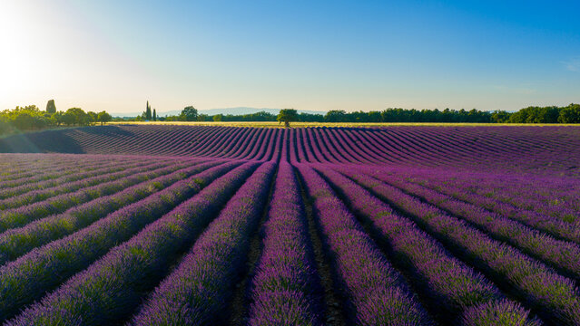 Aerial view of vibrant lavender fields in full bloom with neat rows stretching across the rolling landscape in Valensole, Provence-Alpes-Cote d'Azur, France.