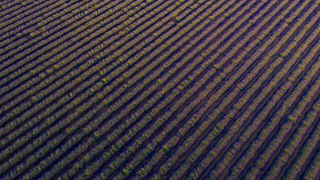 Aerial view of vibrant purple lavender fields planted in long, symmetrical rows across the rolling landscape of Valensole, Provence-Alpes-Cote d'Azur, France.