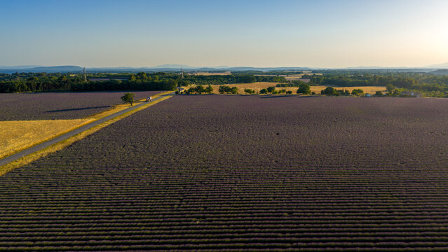 Aerial view of purple lavender fields with a road cutting through the landscape under the warm glow of the setting sun, Valensole, Provence-Alpes-Cote d'Azur, France.