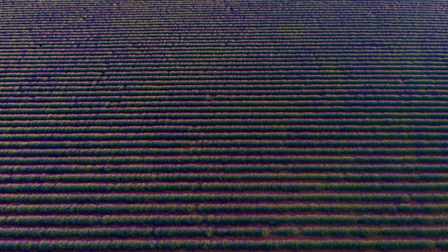 Aerial view of vibrant lavender fields in full bloom, with perfectly aligned rows creating a rhythmic pattern across the landscape in Valensole, Provence-Alpes-Cote d'Azur, France.