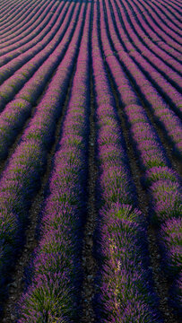 Aerial view of vibrant purple lavender fields planted in neat rows across the rolling landscape of Valensole, Provence-Alpes-Cote d'Azur, France.